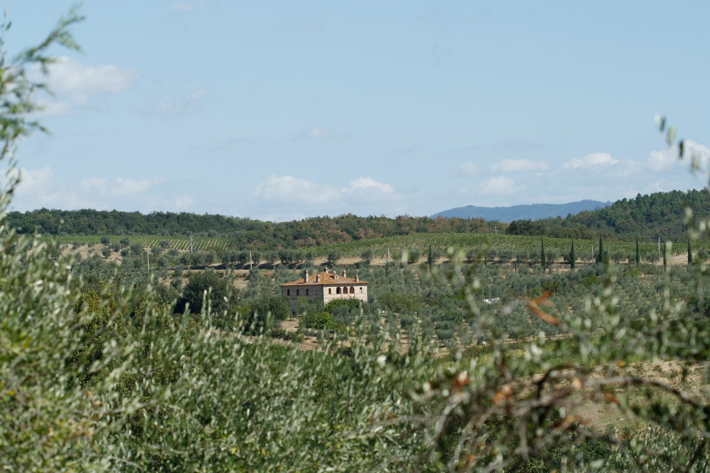Casale con tetto in cotto tra uliveti e vigneti.