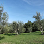 potatura e della cura degli oliveti