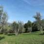 potatura e della cura degli oliveti