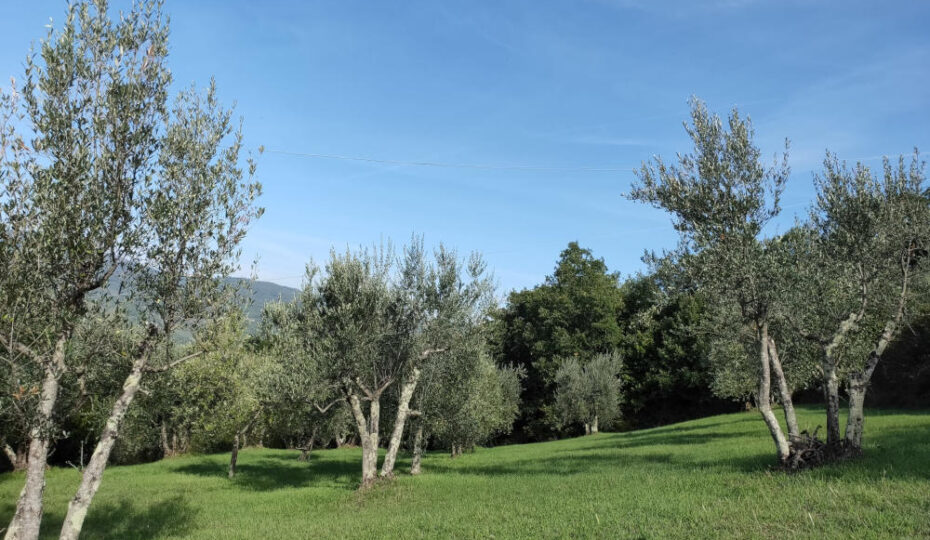 potatura e della cura degli oliveti