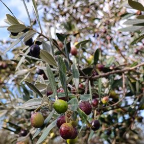 col-di-fiesole-blend-2